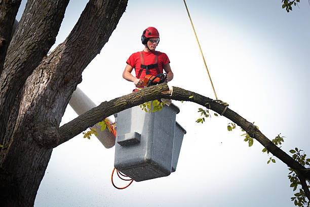 Best Tree Cabling and Bracing  in Hale Center, TX